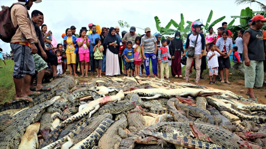 Matan a cientos de cocodrilos en criadero de Indonesia