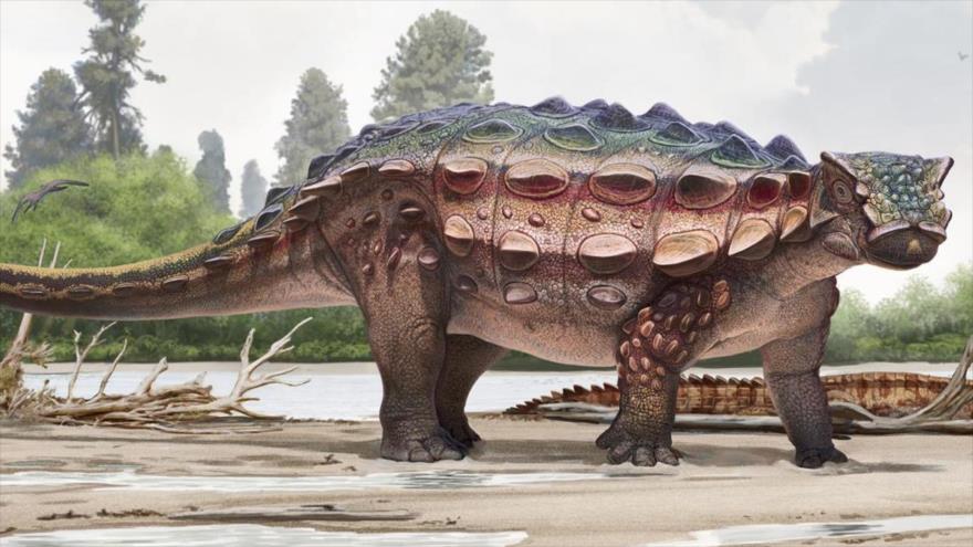 El dinosaurio Akainacephalus johnsoni, que vivió hace 76 millones de años, es parte de la familia Ankylosaurids.