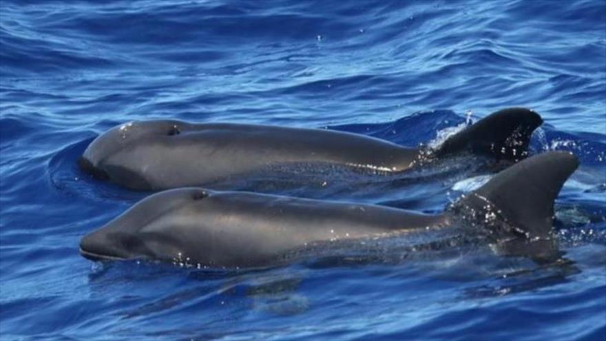Hallan en Hawái un insólito híbrido de ballena y delfín