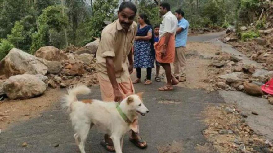 Un perro salva a su familia de morir en un derrumbe en La India | HISPANTV