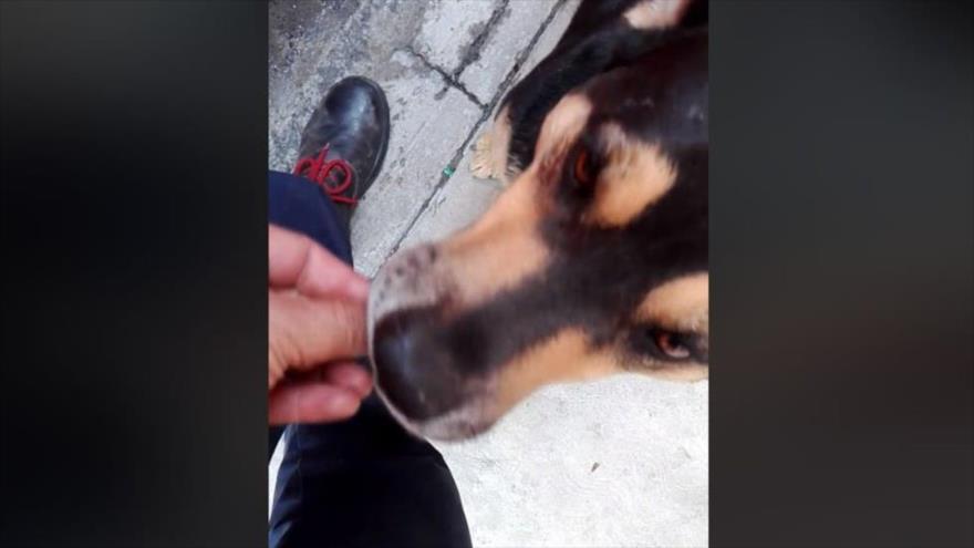 Vídeo viral: un perro pide dinero y se compra salchichas en México