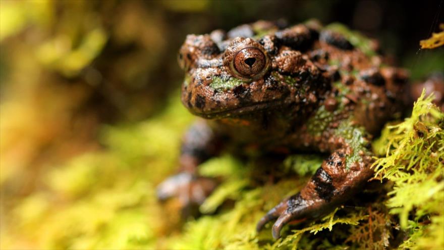 Descubren una proteína en Bombina maxima, una especie de sapo en el suroeste de China, que cura heridas sin dejar cicatrices.