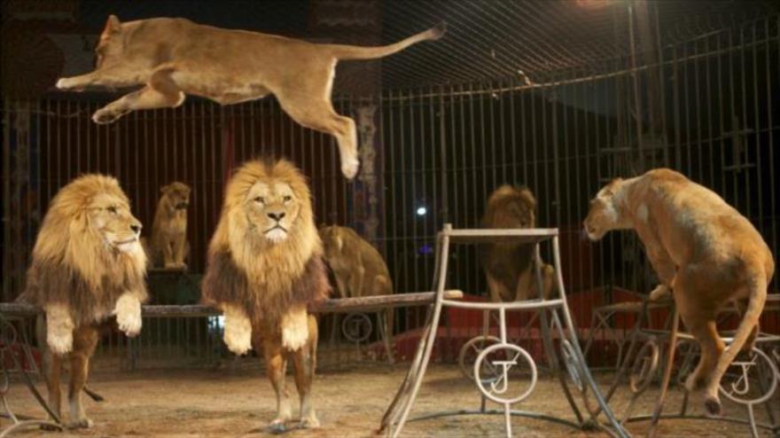 Vídeo: Un león ataca a su domador y le corta la mano en un circo | HISPANTV