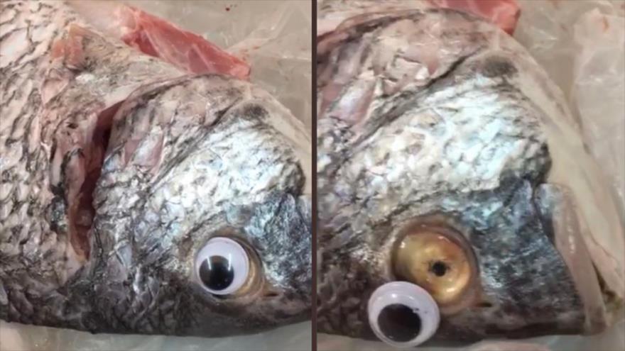 La imagen publicada en los medios locales de Kuwait muestra el pescado con lentes de contacto, 2 de septiembre de 2018.