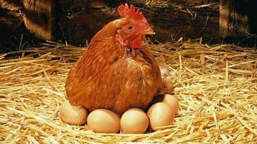 Física cuántica responde a la pregunta ‘¿el huevo o la gallina?’ | HISPANTV