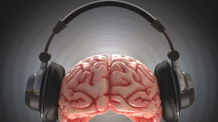 La corteza auditiva del cerebro puede cancelar selectivamente los sonidos que aprendió que surgirán de un movimiento particular.