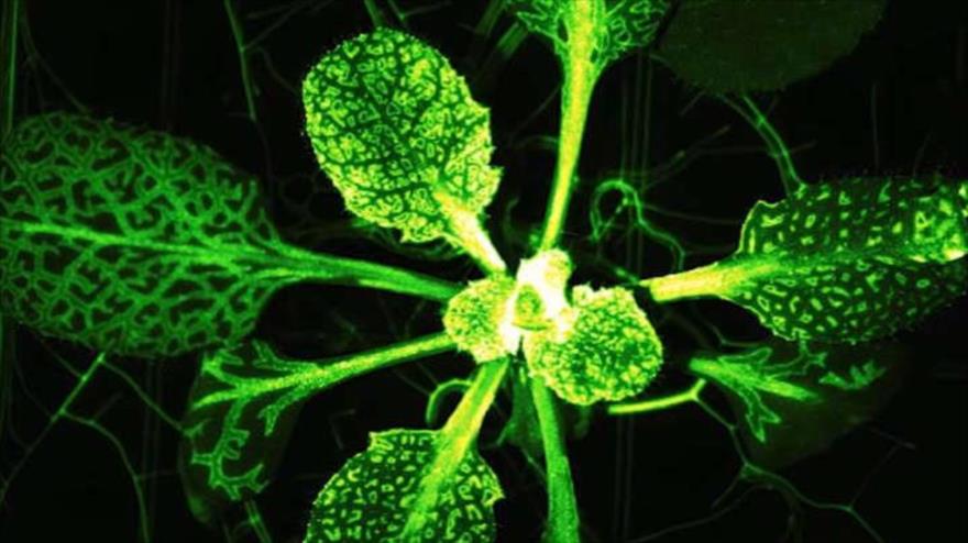 Estudio revela: las plantas sienten dolor y lo comparten | HISPANTV