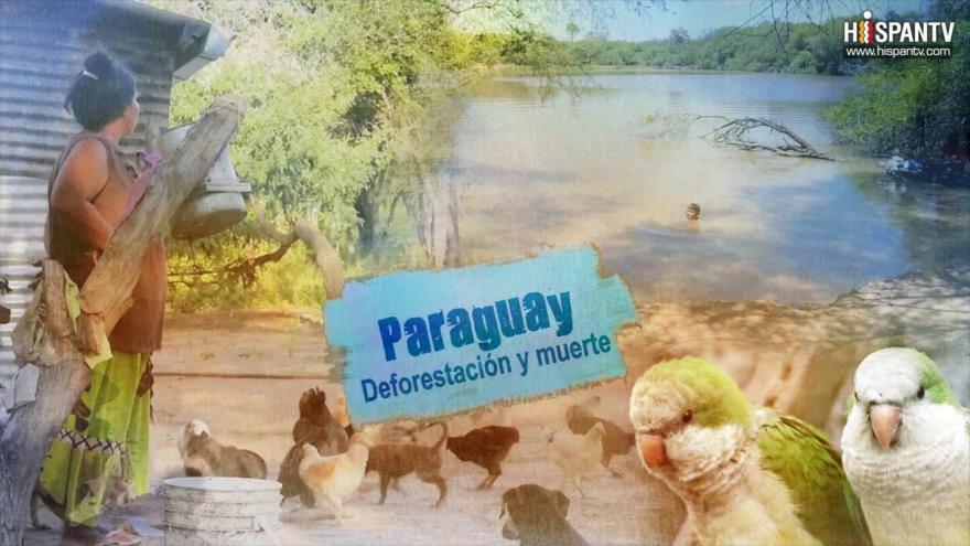 Esta es mi tierra - Paraguay: Deforestación