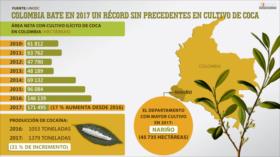 Colombia bate en 2017 un récord sin precedentes en cultivo de coca