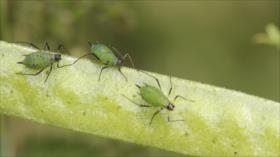 Advierten del uso de insectos infectados por el Pentágono