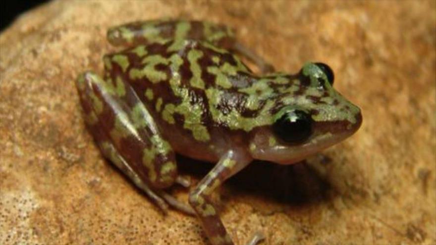 Uno de los nuevos 21 especimenes de flora y fauna encontrados en México.