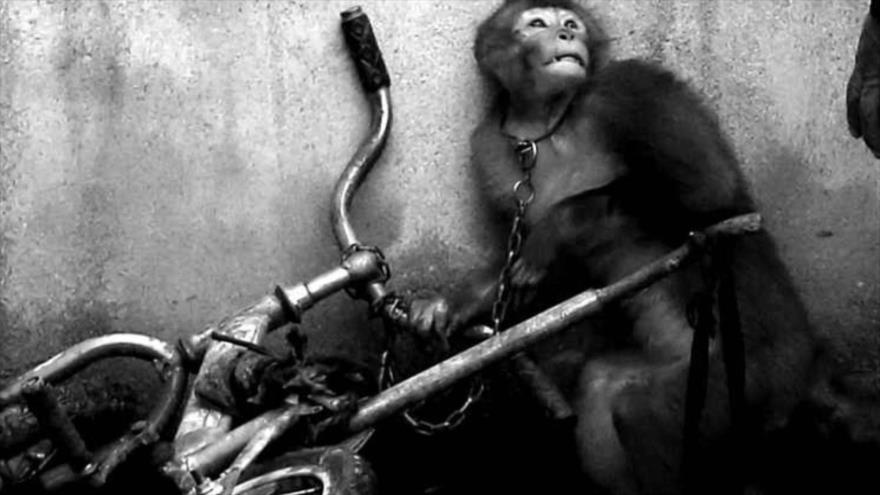 Fotos que sacuden al mundo: Entrenamiento de mono en China