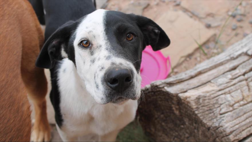 Vídeo: Un perro perdido tres años llora al reunirse con su dueño | HISPANTV