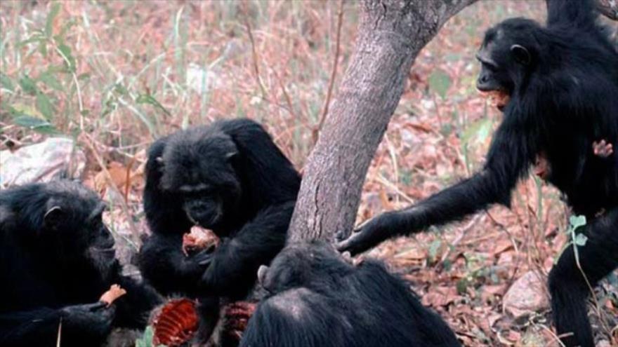 Monkey killed. Человекообразные обезьяны. Обезьяна ест.