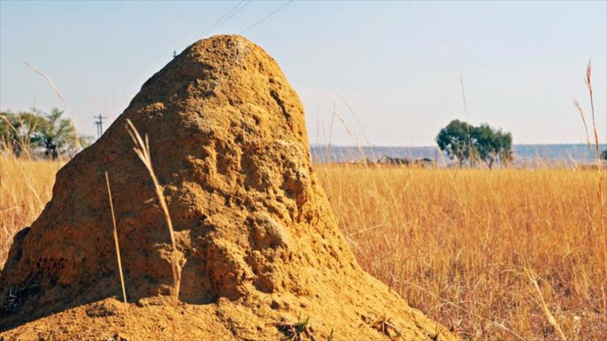 Hallan en Brasil enormes termiteros del tamaño de Gran Bretaña | HISPANTV