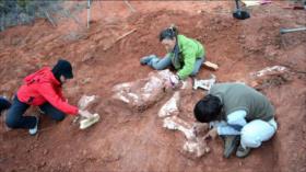 Anuncian descubrimiento en Texas de un “abuelo” de los dinosaurios