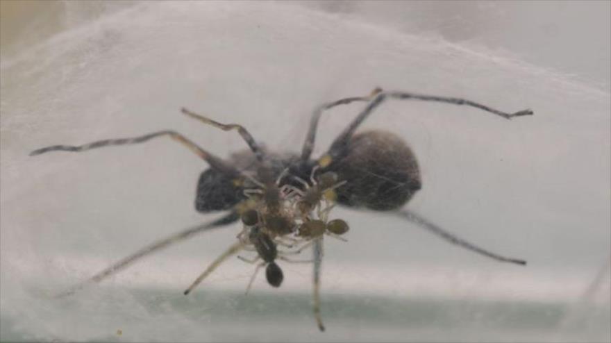 Vídeo: Descubren una especie de araña que amamanta a sus crías 
