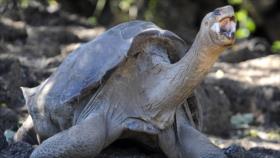 Hallan en tortugas clave de vivir décadas sin desarrollar cáncer 