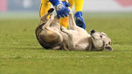 Un perro se cuela en un partido de fútbol argentino y evita un gol