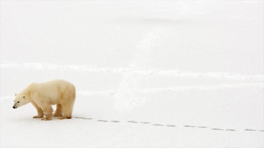Un oso polar camina por la nieve a las afueras de Churchill, en la provincia canadiense de Mantioba, en el Ártico, 13 de noviembre de 2007. (Foto: AFP)