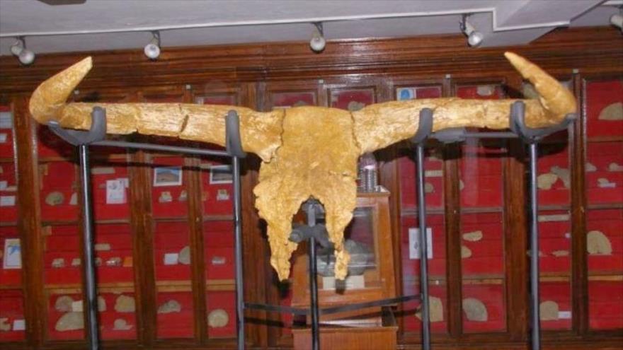 Cráneo del Uro más antiguo, antepasado de los toros.