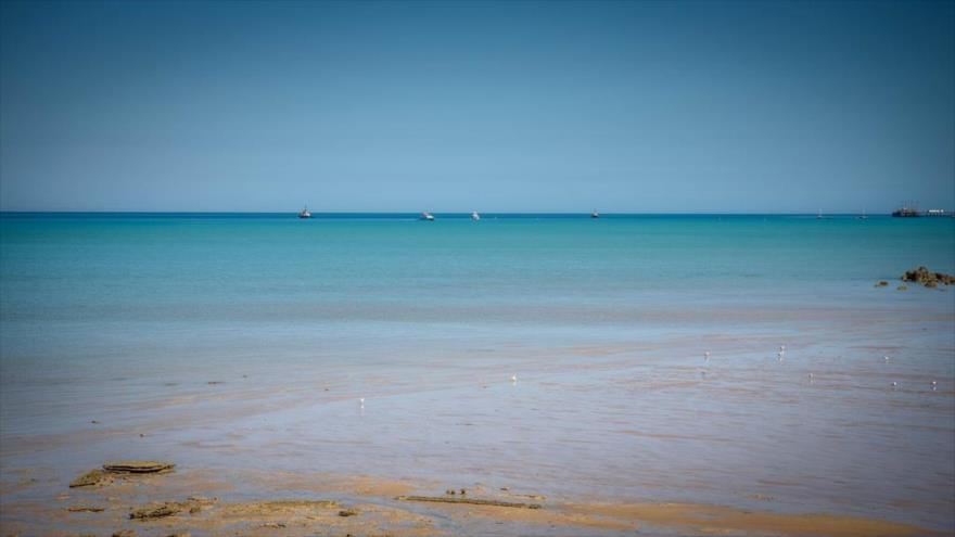 Criatura con forma extraterrestre aparece en costas de Australia | HISPANTV