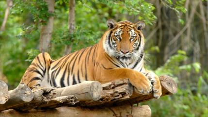 China envía ADN de felino “extinguido” al espacio para preservarlo