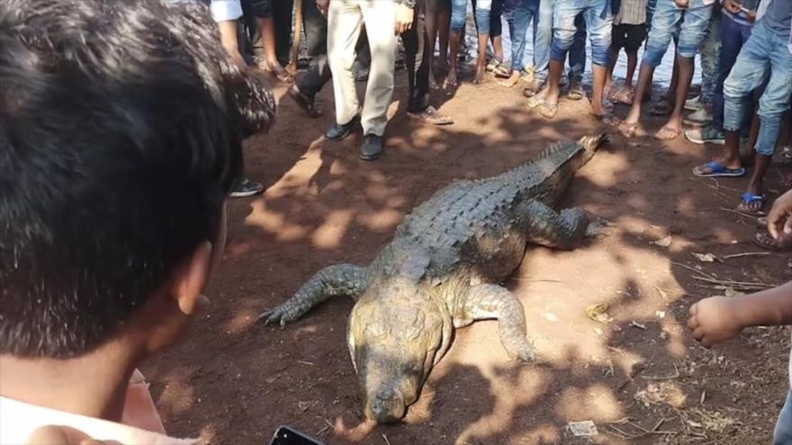 El cocodrilo llamado Gangaram que murió a los 130 años de edad en el estado indio de Chhattisgarh (centro-este), 8 de enero de 2018.