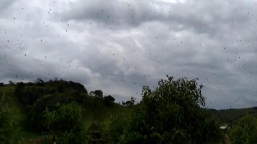“Lluvia de arañas” caídas del cielo sorprende a los brasileños | HISPANTV