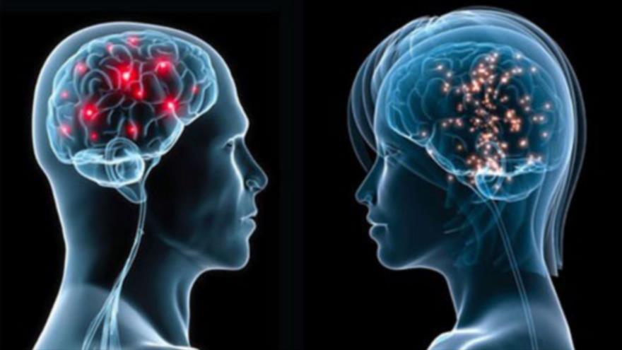 Un nuevo estudio revela que el cerebro de las mujeres luce 3 años más jóven que el de los hombres.