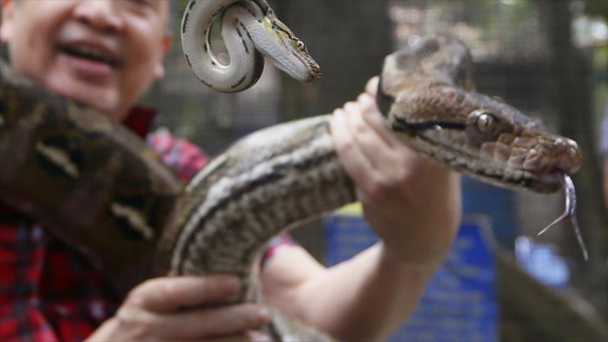 Vídeo: Policía indonesia usa serpiente para interrogar a un preso