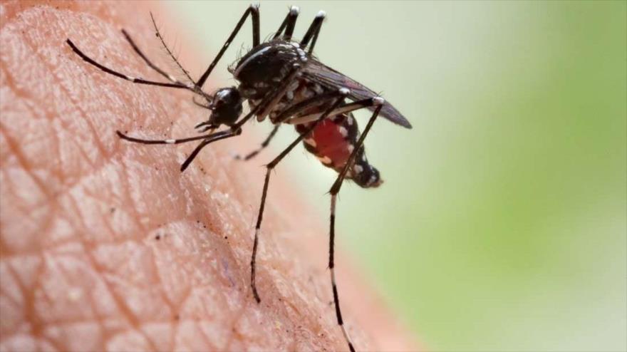 Un mosquito del gÃ©nero Anopheles, transmisor de la malaria.