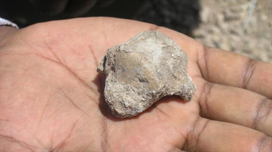 Hueso fosilizado de un pie de Ardipithecus ramidus que muestra que los homínidos anduvieron erguidos hace 4,5 millones de años. (Foto: S.W. Simpson)