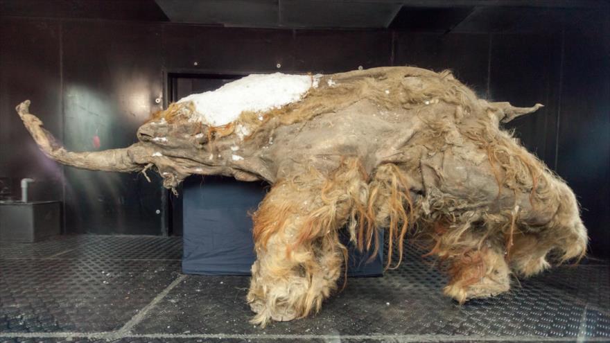 Investigadores logran activar células de un mamut de 28 000 años | HISPANTV