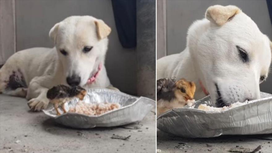 Porque Los Perros Tiran La Comida Del Plato