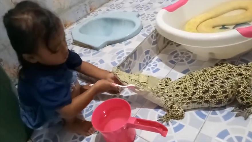 Vídeo: Niña cepilla los dientes de un cocodrilo | HISPANTV