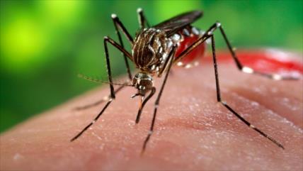 Biólogos hallan una vía para ser ‘indetectable’ ante los mosquitos