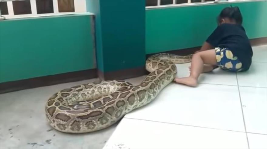 Una niña indonesia de 3 años desafía a una pitón gigantesca | HISPANTV