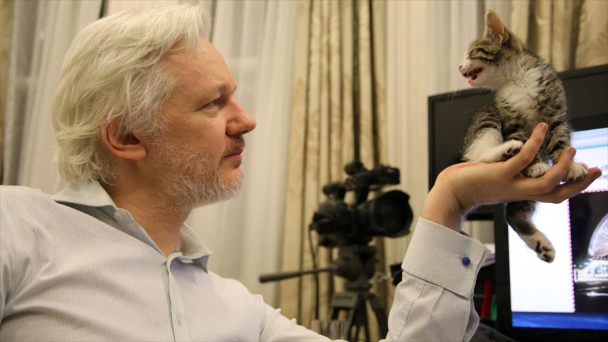 WikiLeaks niega acusación de Ecuador sobre ‘gato espía’ de Assange | HISPANTV