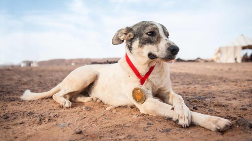 Un perro corre una carrera de 250 km en desierto del Sáhara