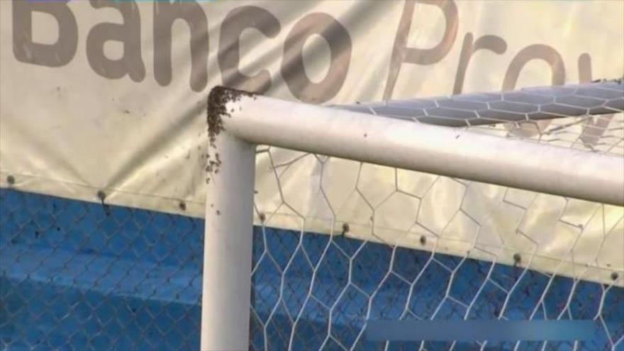 Vídeo: Invasión de abejas suspende partido de fútbol en Argentina | HISPANTV