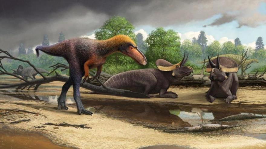 Descubren especie más pequeña de dinosaurio emparentado con T. rex | HISPANTV
