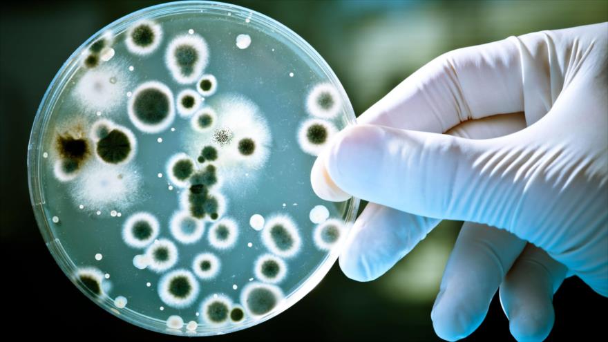 Científicos logran tecnología para detectar bacterias en minutos | HISPANTV
