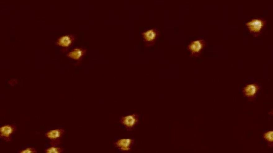 Vídeo: Sistema inmunológico mata bacterias agujereando células