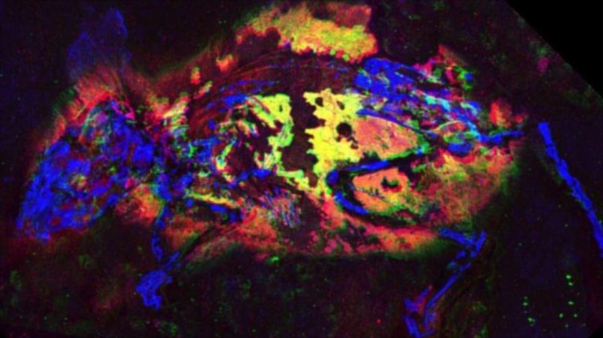Investigadores encuentran el fósil de una especie de ratón “colorao” bien conservado e identifican por primera vez los pigmentos del animal extinto.
