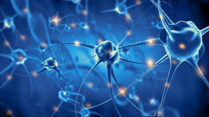 Científicos encuentran un número significativo de neuronas de nuevo desarrollo presente en el tejido del hipocampo de los mayores.