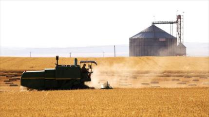 Irán, autosuficiente en producción de trigo pese a inundaciones