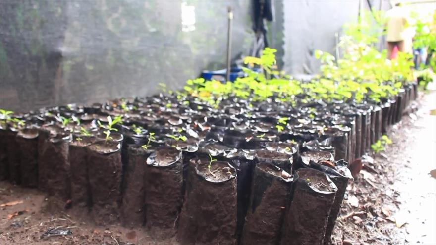 Nicaragua inicia la jornada nacional de reforestación