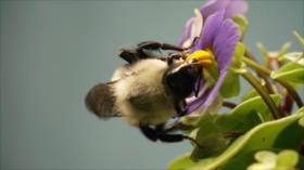 El Toque: Abejas, Orejas y narices, Insectos: alimento del futuro, restaurante submarino