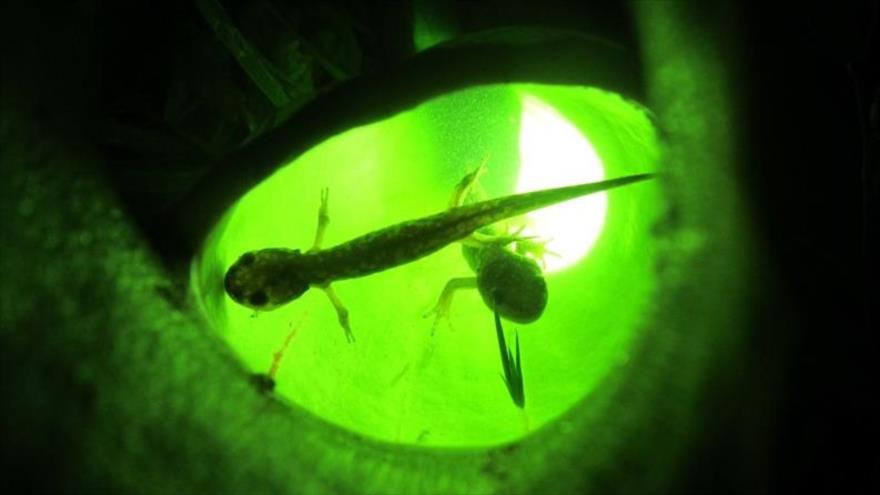 Vean cómo “fascinantes” plantas apresan y comen a salamandras | HISPANTV